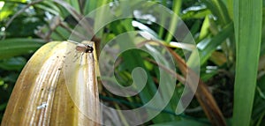 Fruit fly Insect Drosophila sitting on a grass blade with green foliage background