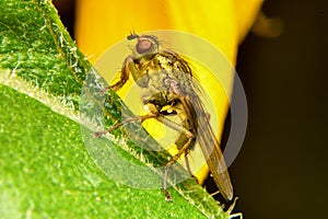 Fruit Fly on Leaf