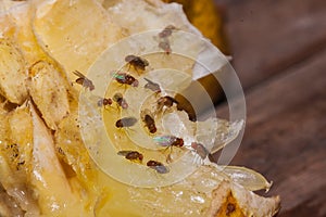 fruit fly on lemon