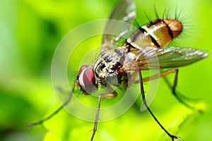 Fruit fly macro photo