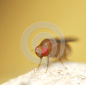 Fruit fly macro photo close up