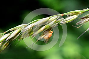 Fruit Fly in orange in nature