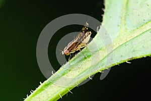 Fruit Fly Profile, Pune, India