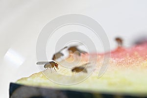 A fruit fly is pulling its tongue in after licking the juice from some water melon