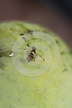 Fruit Fly`s being attracted to rotting mango