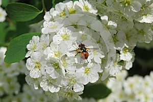 Fruit fly on spiraea flowers in the garden, closeup