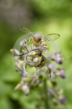 The fruit fly taste sweet of the basil flowers