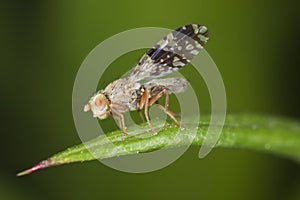 Fruit fly (Tephritidae) sitting on leaf