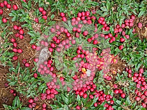 Fruit form of palm, have two colours and little size.