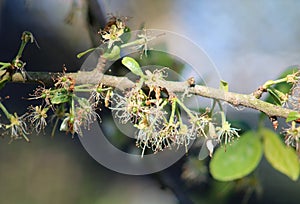 Fruit forming victoria plum prunus domestica tree