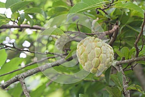 Fruit