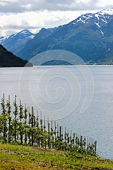 Fruit gardens on coasts of the Hardanger fjord, Norway