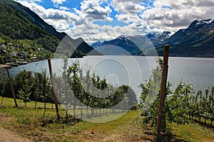 Fruit gardens on coasts of the Hardanger fjord, Norway