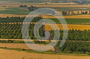 Fruit gardens. Green fields. Agricultural landscape.