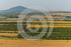 Fruit gardens. Green fields. Agricultural landscape.