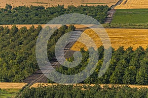 Fruit gardens. Green fields. Agricultural landscape.