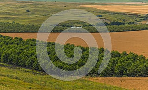 Fruit gardens. Green fields. Agricultural landscape.