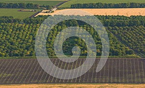 Fruit gardens. Green fields. Agricultural landscape.