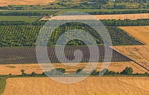 Fruit gardens. Green fields. Agricultural landscape.