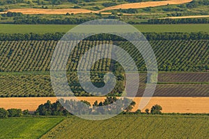 Fruit gardens. Green fields. Agricultural landscape.