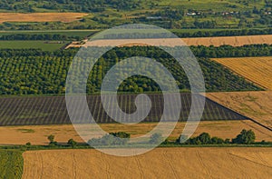 Fruit gardens. Green fields. Agricultural landscape.