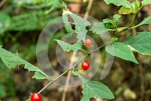 The fruit of the genus Solanum is like a gem on the earlobe photo