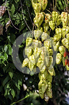 Fruit of the goldenrain tree Koelreuteria paniculata