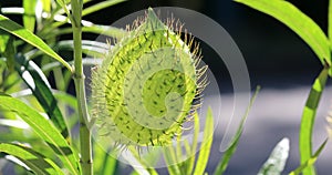 Fruit Of Gomphocarpus Fruticosus