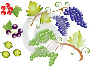 Fruit grapes