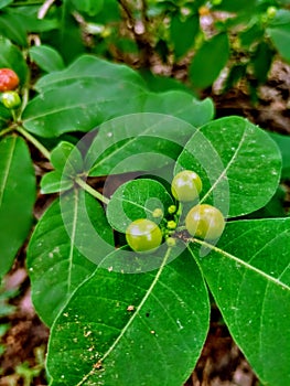 Fruit green Nature trees wilds