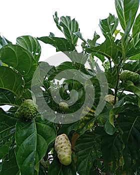 Fruit Greenfruits nature