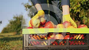 Fruit-grower close up with a harvested crop