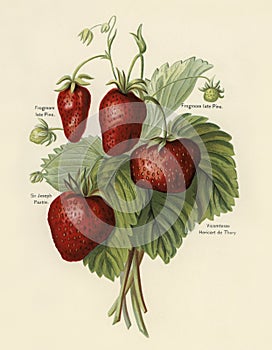 The fruit grower`s guide : Vintage illustration of strawberries