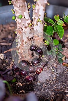 Fruit growing from the ground