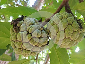 This fruit grows a lot on tropical areaa called srikaya photo