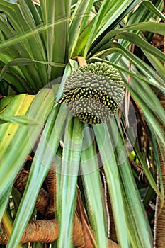Fruit grows on a screwpine tree Pandanus utilis