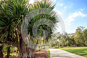 Fruit grows on a screwpine tree Pandanus utilis