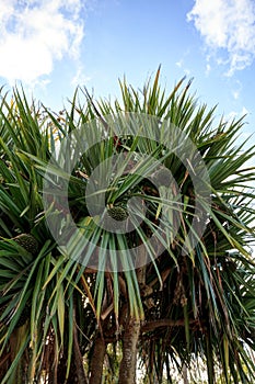 Fruit grows on a screwpine tree Pandanus utilis