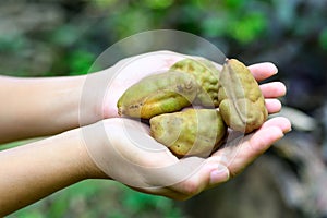 Fruit on hand with pride in productivity