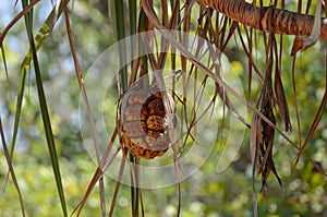 Fruit hanging in tree, Pandanus, pine, Pandanaceae, palm tree, Kakadu National Park australia darwin photo