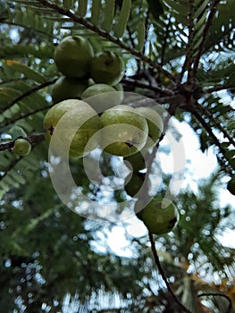 fruit hanging on the treee photo