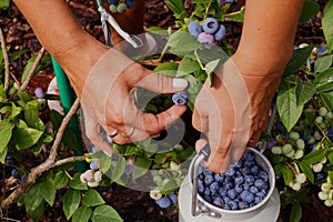 Fruit harvest at highbush blueberry plantation. A container filled with fruit