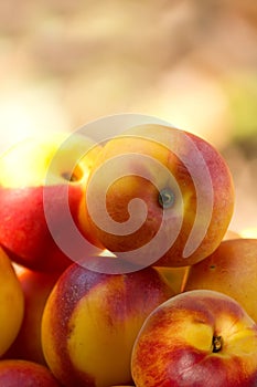 Fruit hybrid peach apricot nectarine
