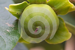 A fruit of the immature persimmon tree photo