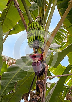 Fruit and infloresence of a Banana tree on the Big Island, Hawaii.