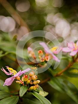 A fruit insect looking for nectars