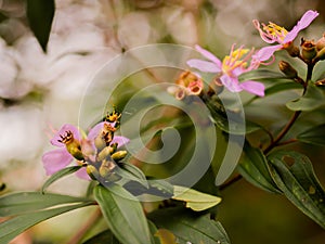 A fruit insect looking for nectars