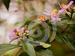 A fruit insect looking for nectars photo