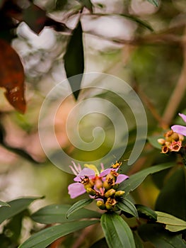 A fruit insect looking for nectars photo