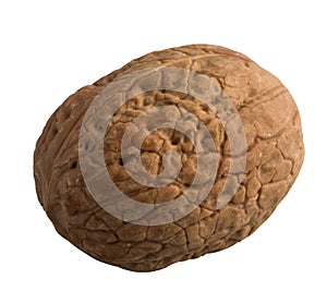 Fruit isolated on a white background.  Walnut